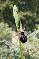 Ophrys
