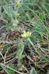 Brassicaceae