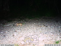 Sylvilagus cunicularius insolitus