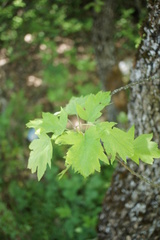 Torminalis glaberrima