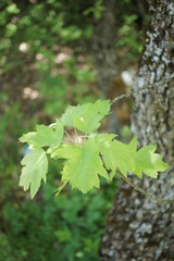 Torminalis glaberrima
