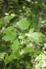 Torminalis glaberrima