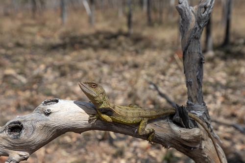 Yellow-sided Two-lined Dragon