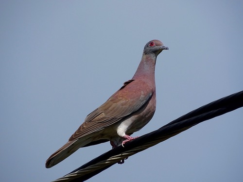 Pomba-galega