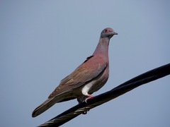 Pale-Vented Pigeon photo 2