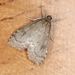 Udea prunalis