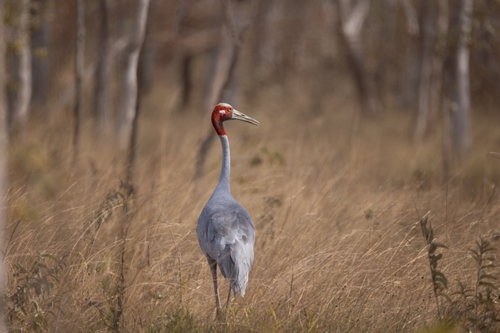 Sarus Crane
