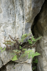 Oeosporangium