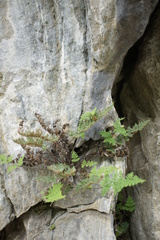 Oeosporangium