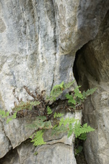 Oeosporangium