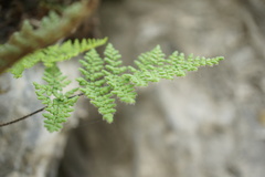 Oeosporangium