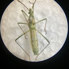 Leptocorisa