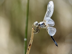 Libellula composita