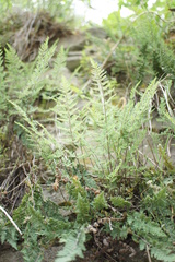 Oeosporangium