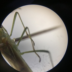 Leptocorisa