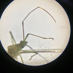 Leptocorisa