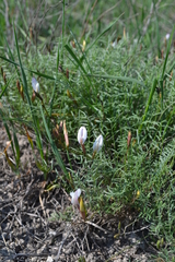 Astragalus ucrainicus