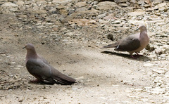 Patagioenas plumbea