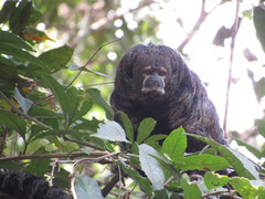 Miller's Saki photo 2
