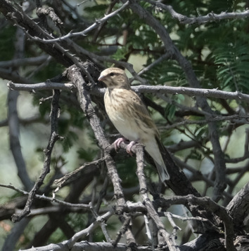 Black-throated Canary (Crithagra atrogularis), photo 2
