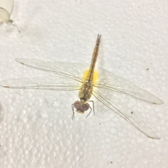 Anisoptera