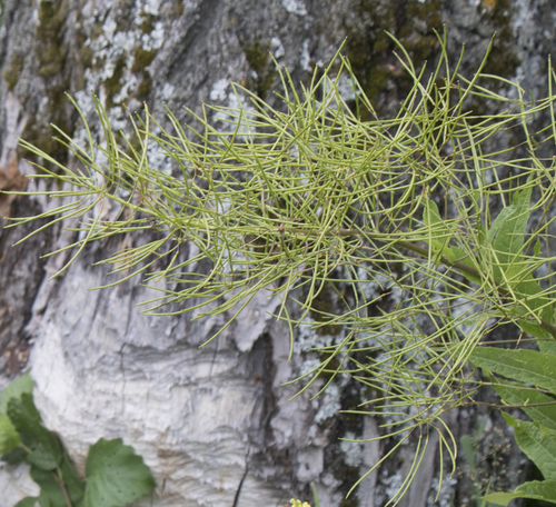 Perennial Rocket (Sisymbrium strictissimum)