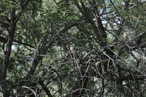 Black-throated Canary (Crithagra atrogularis), photo 6