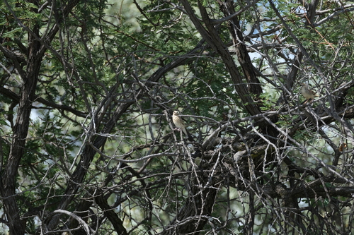 Black-throated Canary (Crithagra atrogularis), photo 7