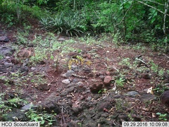 Sylvilagus cunicularius insolitus