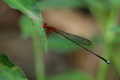 Nesobasis erythrops