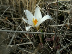 Crocus reticulatus