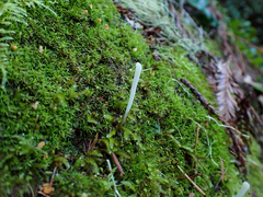 Clavaria falcata