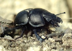 Lethrus apterus