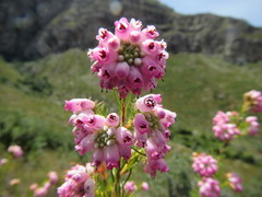 Erica subulata