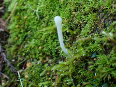 Clavaria falcata