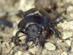 Lethrus apterus