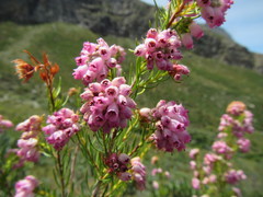 Erica subulata