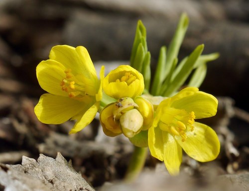 Gymnospermium odessanum, photograph 6