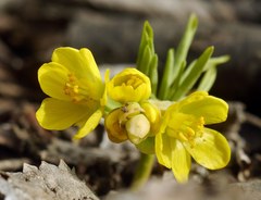 Gymnospermium odessanum