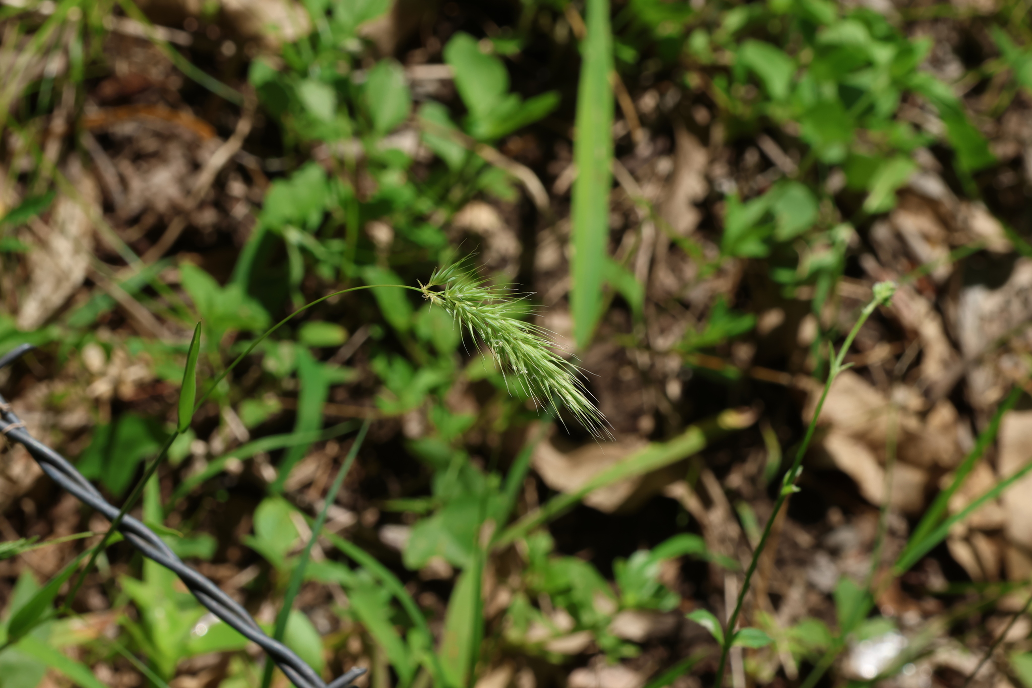 Nodding Hedgehog Grass (Echinopogon nutans)
