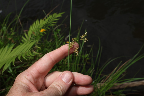 australian rush (Juncus usitatus)