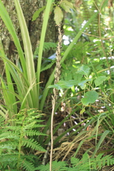 Gastrodia molloyi