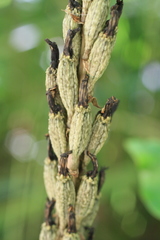 Gastrodia molloyi