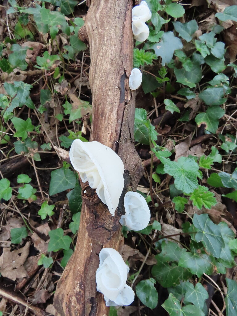 Auricularia auricula-judae lactea