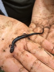 Plethodon richmondi