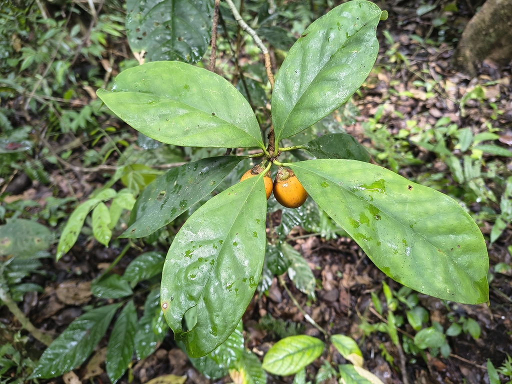 cherry beech