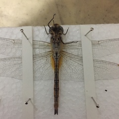 Anisoptera