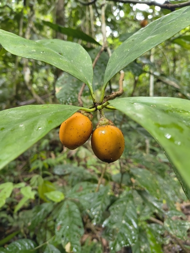 Ternstroemia cherryi observed 2026-02-19