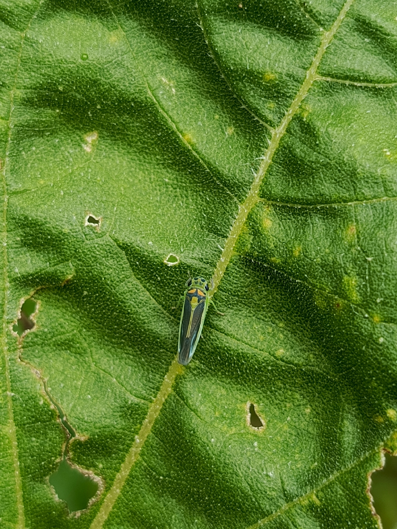 Kolla paulula | Insect Vectors of Plant Disease