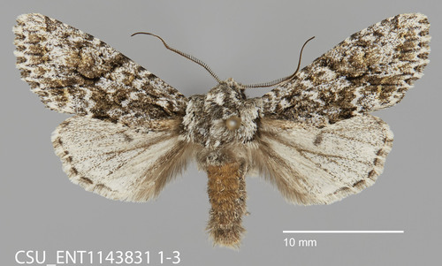 Mottled Oak Woodling Moth photo 2